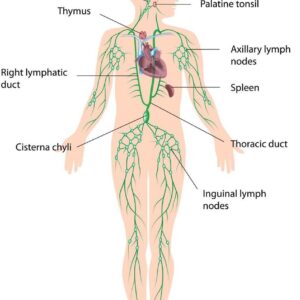 Lymphatic Support Blend