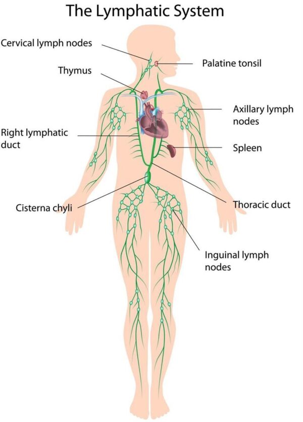 Lymphatic Support Blend